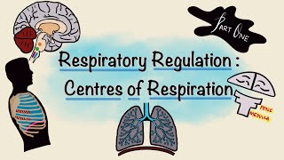 Respiratory Regulation  Part One  Centres of Respiration  Respiratory Physiology [upl. by Nored]