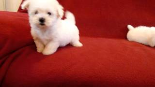 PUI DE BICHON MALTESE 0725758099 [upl. by Laeahcim]