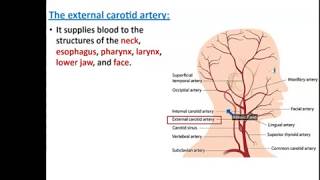 Arteries of the Head and Neck  Dr Ahmed Farid [upl. by Hjerpe]