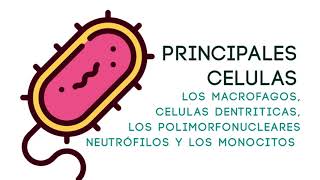 Bacteria Lactobacillus Acidophilus  INMUNOLOGIA [upl. by Enriqueta824]