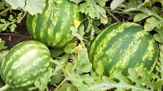 How to Grow Watermelons  Complete Growing Guide [upl. by Anitsrihc]