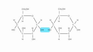 Hydrolysis of Maltose [upl. by Einnok]