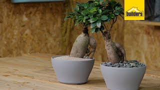 Taking Care of a Ginseng Ficus [upl. by Aical]