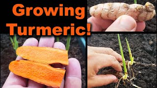 Growing Turmeric In 2020  Part 1 of 2 [upl. by Novelia]