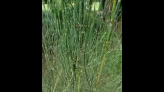 Primitive Mormon Tea from Ephedra Stems [upl. by Ibrahim]