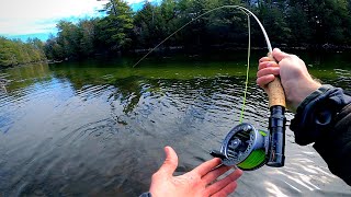 There Were HUNDREDS OF SALMON in this Pool  Fly Fishing Ultra Clear Water [upl. by Atirres554]