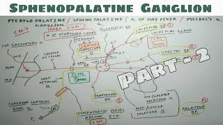 Sphenopalatine or Pterygopalatine Ganglion  2  Parasympathetic Ganglion  TCML [upl. by Mansoor]