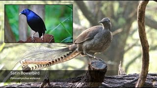 The Superb Lyrebird  Song Breakdown [upl. by Yreffoeg681]