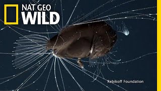 FirstEver Footage of DeepSea Anglerfish Mating Pair  Nat Geo Wild [upl. by Neemsaj]