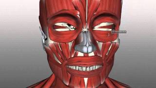 Muscles of Facial Expression  Anatomy Tutorial PART 1 [upl. by Ck]