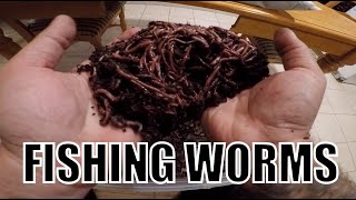 DIY FISHING WORMS  Grow Your Own At Home [upl. by Dorelle]