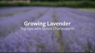 How to grow Lavender  Grow at Home  RHS [upl. by Wachtel]