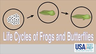 Life Cycles of Frogs and Butterflies [upl. by Nueormahc]