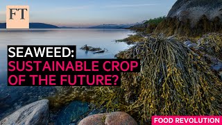 Seaweed sustainable crop of the future  FT Food Revolution [upl. by Sivrat5]