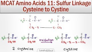 Disulfide Bridge Formation Cysteine to Cystine [upl. by Genet859]