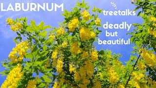 Laburnum Tree  Facts amp Identification [upl. by Bozovich]