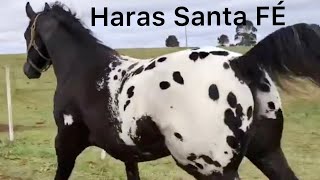 Incredible Appaloosa Horses From Haras Santa Fe [upl. by Tammany]