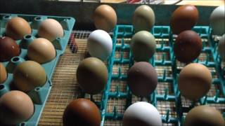 Hatching Chicks in an Incubator  From Start to Finish [upl. by Osyth]