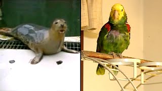 Animals Who Learned to Mimic Humans [upl. by Fara974]