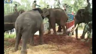 Capturing a wild elephant in Savandurga  Suvarna News [upl. by Eggett799]