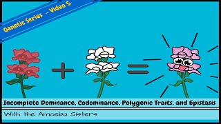 Incomplete Dominance Codominance Polygenic Traits and Epistasis [upl. by Gerrard561]