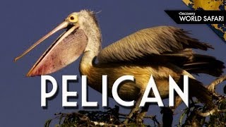 Everything You Wanted to Know About Pelicans [upl. by Ditzel]