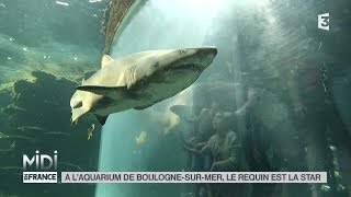 ANIMAUX  À laquarium de BoulognesurMer le requin est la star [upl. by Enogitna]