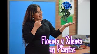 Laboratorio para niños Xilema y Floema en Plantas [upl. by Jariv774]