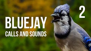 Blue Jay calls and sounds Part 2 [upl. by Eugen982]