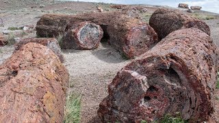 How to Visit Petrified Forest National Park [upl. by Lotsirk]