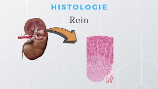 Histologie du Rein [upl. by Laehcar]