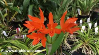 OrchidWeb  Cattleya aurantiaca [upl. by Okuy]