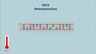 Sanger DNA Sequencing  Gel Electrophoresis Animation [upl. by Ycrad]