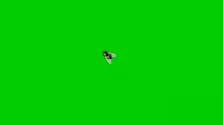 House fly Green screen HD fx effect with sound Green screen insect that MUST WATCH by everyone [upl. by Ttnerb791]