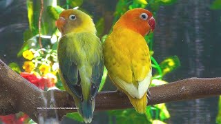 Lovely Lovebirds Sounds  The Yellow Spangle Fischers amp Parblue Euwing Green Turquoise Opaline [upl. by Annah]