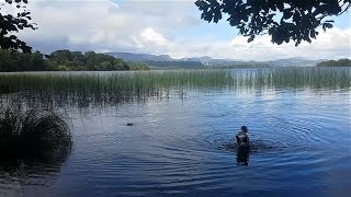 Bog Mushing in Ireland [upl. by Aztinaj]