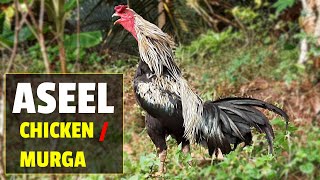 Aseel Chicken  Asil Chicken  Aseel Murga [upl. by Werda]