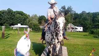 Beautiful Leopard Appaloosa gelding [upl. by Eromle647]