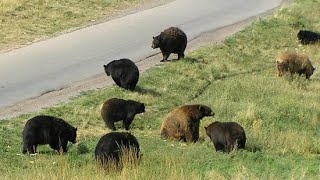 Bear Country USA DriveThru  South Dakota [upl. by Zerelda842]