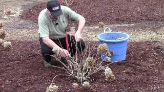 How To or Should You   Prune Hydrangeas in Early Spring [upl. by Novyad942]