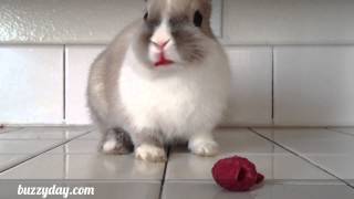 Trop mignon  un Lapin et une framboise [upl. by Lisbeth]