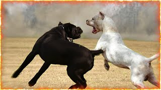 Cane Corso VS Dogo Argentino [upl. by Nodnek]