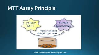 MTT assay  Cell Viability Cytotoxicity  Principle Advantages amp Limitations [upl. by Mcripley]