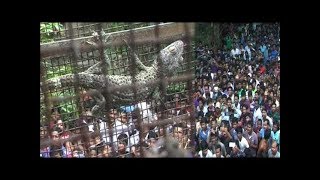 Takshak The king of Snakes found in Nandigram West Bengal Latest news [upl. by Ynahpets]