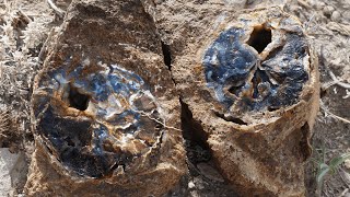 Finding Museum Quality Petrified Wood in the Blue Forest [upl. by Aratal740]