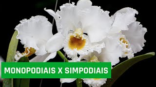 Monopodiais X Simpodiais [upl. by Harriott]