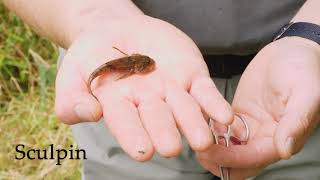 Freshwater bites sculpin vs round goby [upl. by Enelrad568]