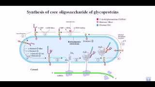 Synthesis of glycoprotein [upl. by Enomad]