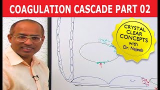 Coagulation Cascade  Part 212 [upl. by Avehstab30]