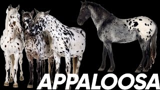 Equine 411 Appaloosa [upl. by Ellinej]